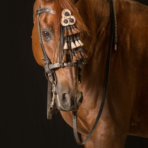 Sylvana de Bruin dieren fotografie en video paarden (6)