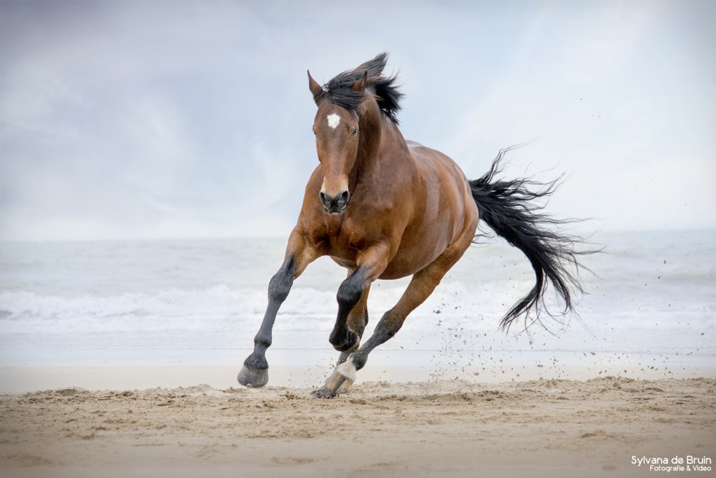 Sylvana de bruin fotografie en video paard op strand