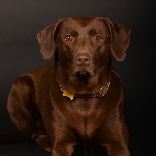 sylvana-de-bruin-dieren-fotografie-en-video-paarden-honden-katten (37)