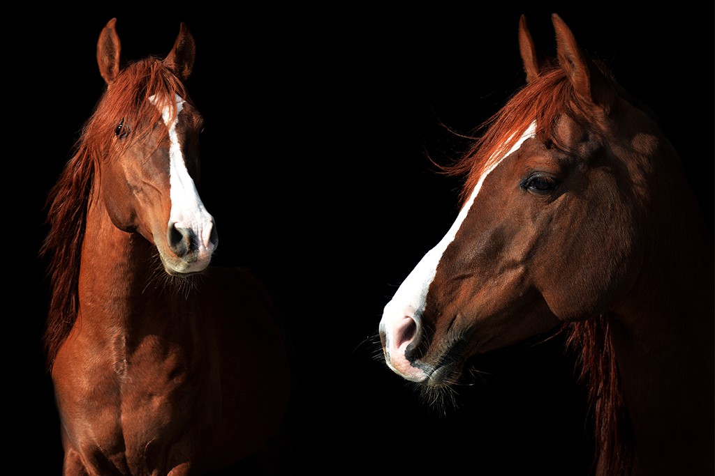 sylvana de bruin dieren fotografie en video paarden honden (46)